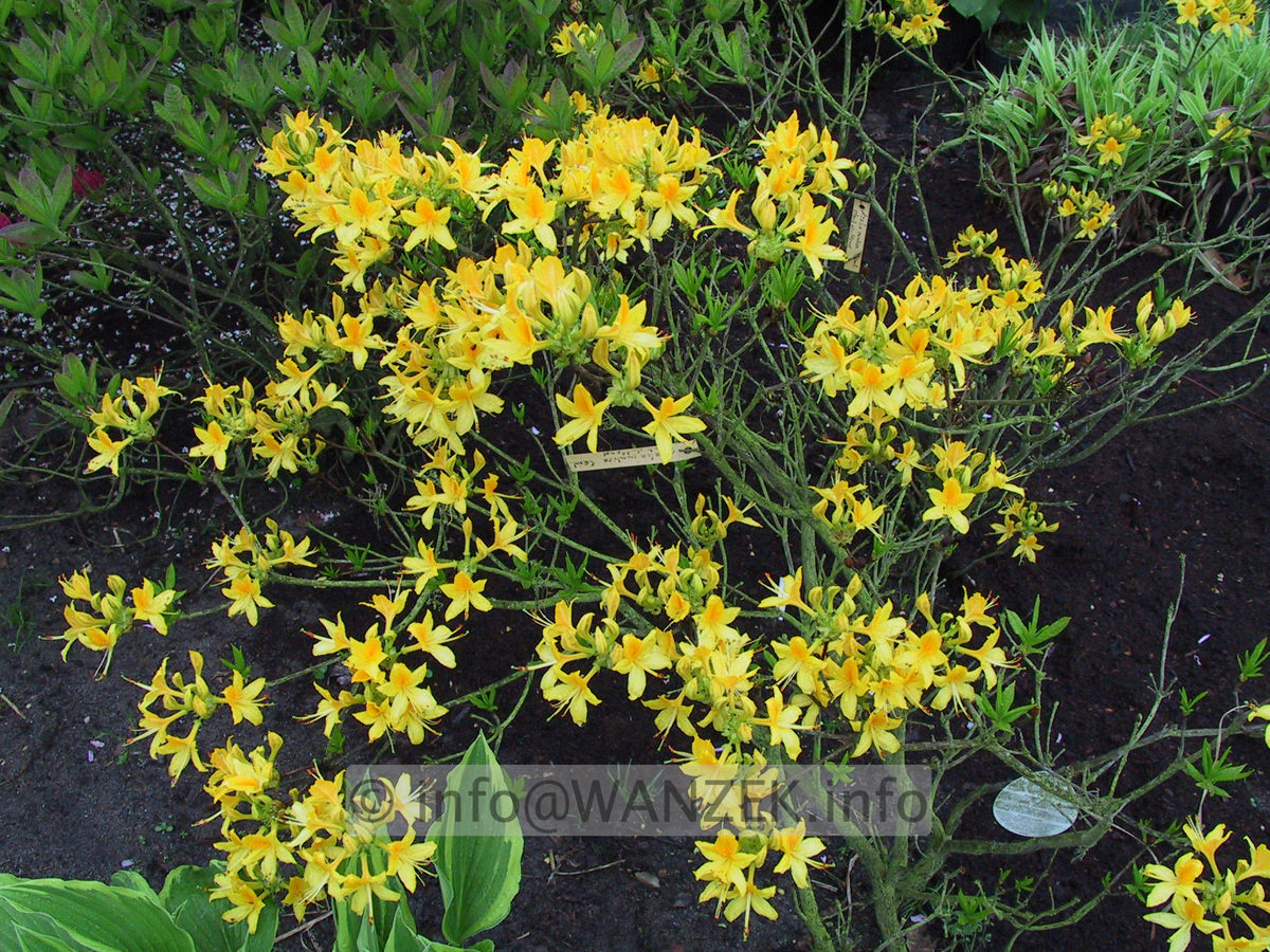 Azalea pontica 03.JPG